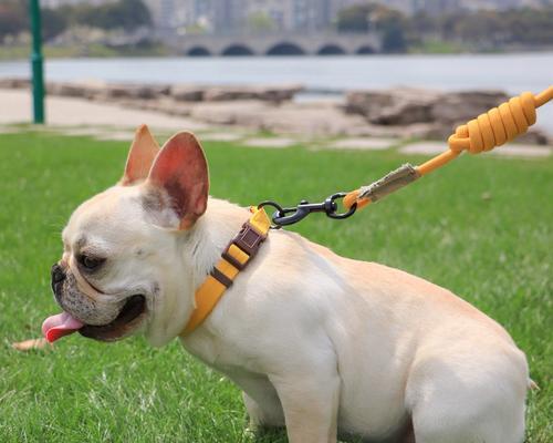 遛狗狗的重要性——增进宠物与人的感情（遛狗狗）(图2)