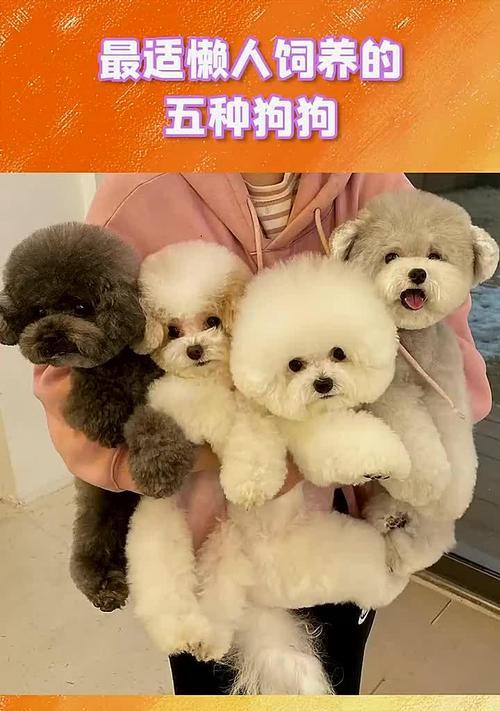 遛狗狗的重要性——增进宠物与人的感情（遛狗狗） - 悠悠酷狗网