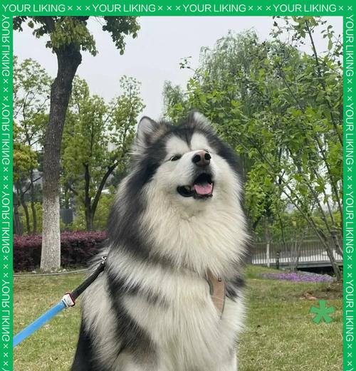 正确喂养阿拉斯加的方法与技巧（了解关键的喂养需求，给你的阿拉斯加提供健康饮食）(图3)