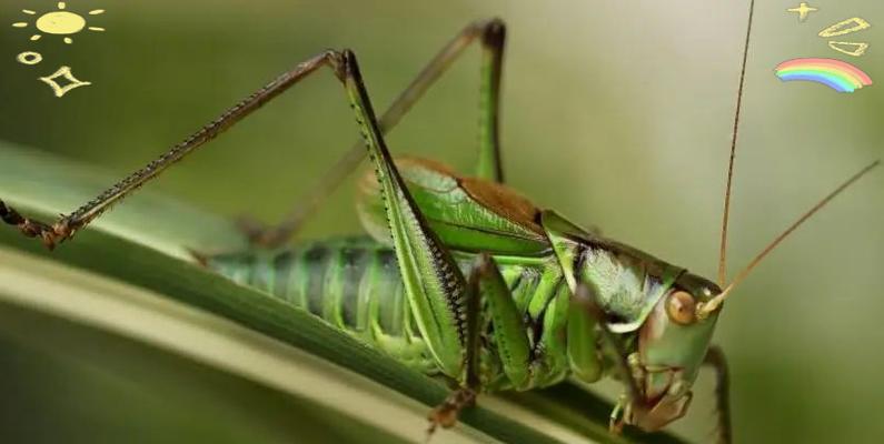 蝈蝈宠物的寿命及如何延长其寿命（了解蝈蝈宠物的寿命、提供适宜的环境和饮食来延长其寿命）(图1)