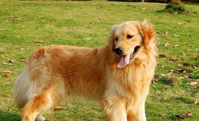 纯种金毛的特征及饲养要点（探寻纯种金毛的迷人特征和养护技巧） - 悠悠酷狗网