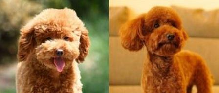 如何训练泰迪小狗成为乖巧听话的宠物（培养泰迪小狗良好行为习惯的训练方法和技巧） - 悠悠酷狗网