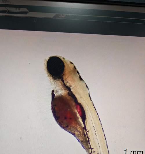 斑马鱼的繁殖方法（从准备到孵化，轻松繁殖斑马鱼）(图3)