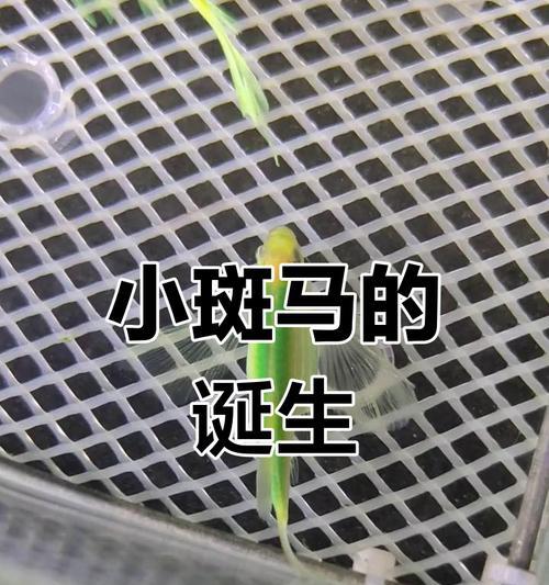 斑马鱼的繁殖方法（从准备到孵化，轻松繁殖斑马鱼） - 悠悠酷狗网