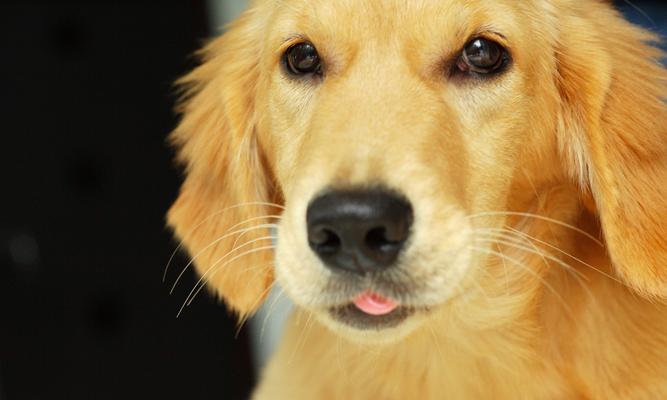 纯种金毛的特征及饲养要点（探寻纯种金毛的迷人特征和养护技巧）(图3)