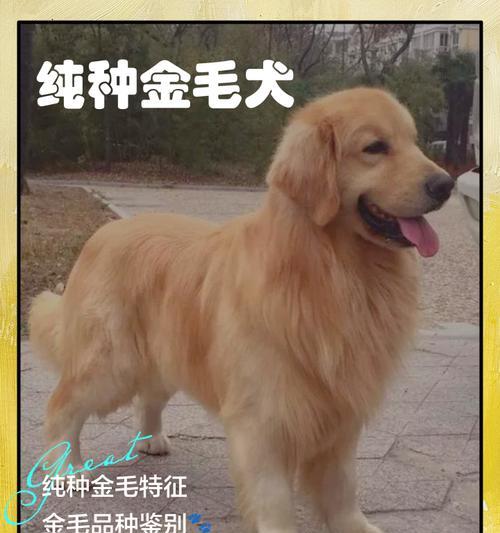 纯种金毛的特征及饲养要点（探寻纯种金毛的迷人特征和养护技巧）(图2)