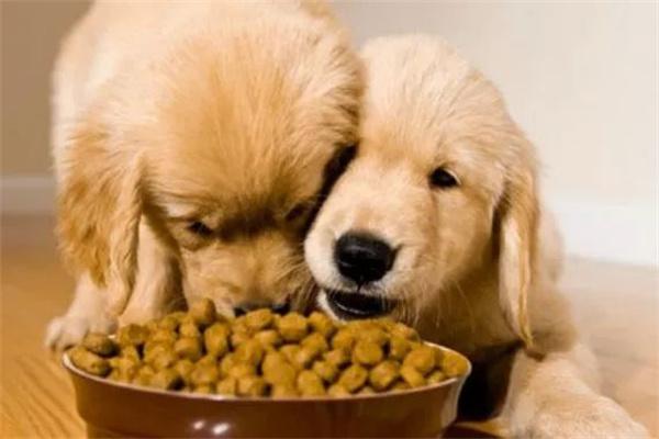 怎样才算是低脂狗粮？ - 悠悠酷狗网