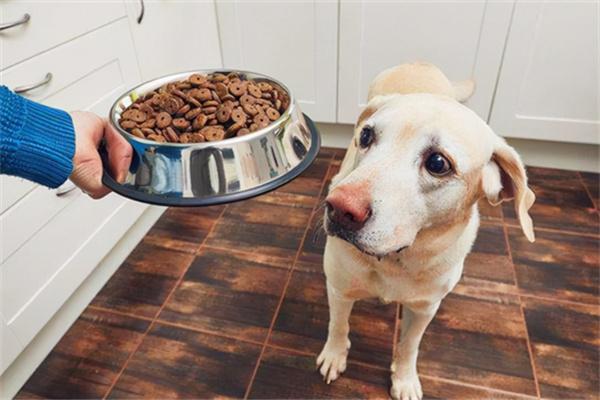 怎样才算是低脂狗粮？(图2)