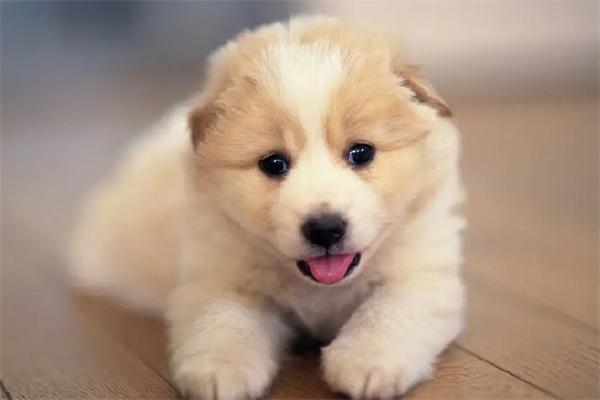 狗狗心虚会有哪些表现？(图2)