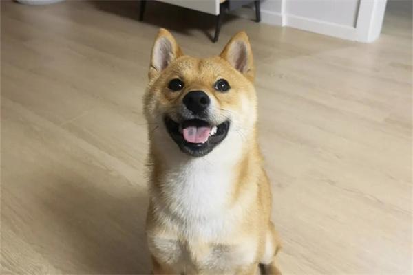 狗狗口臭如何避免？(图2)