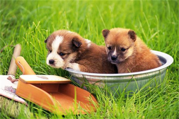 狗狗口臭如何避免？ - 悠悠酷狗网