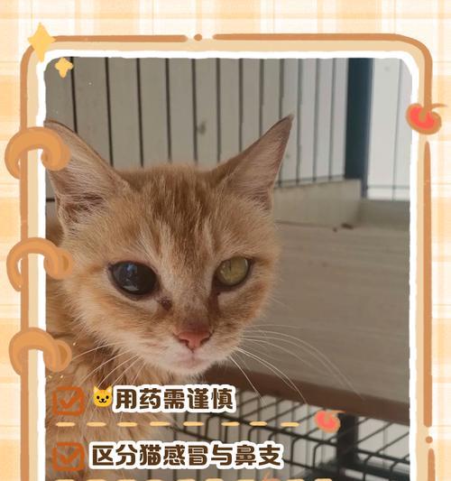 猫感冒治疗与预防方法（流鼻涕打喷嚏的猫如何有效治疗？合适的药物与护理方法来解决！）(图3)