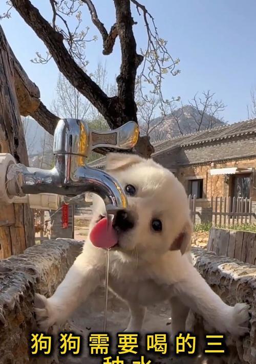 狗狗每天的饮水量和禁忌（狗狗的水分需求和不能喝的水） - 悠悠酷狗网