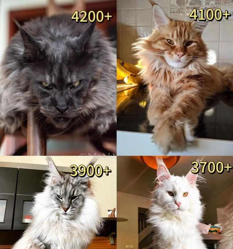 缅因猫的成年期及其特点（探究缅因猫从幼猫到成年猫的发育过程及其特征）(图1)