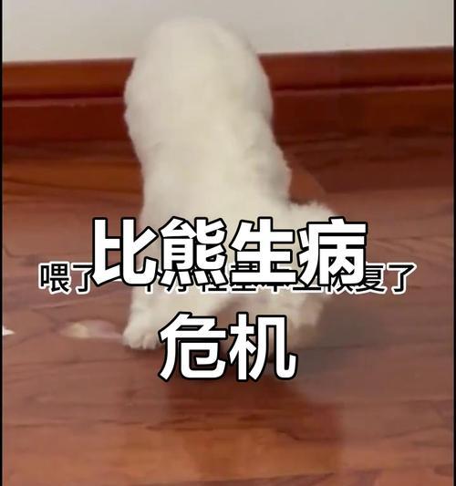 比熊犬常见疾病解析（探讨比熊犬容易患的健康问题及预防措施）(图1)