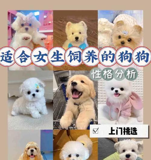 解读“俘获”少女心的博美犬（了解博美犬的可爱与魅力） - 悠悠酷狗网
