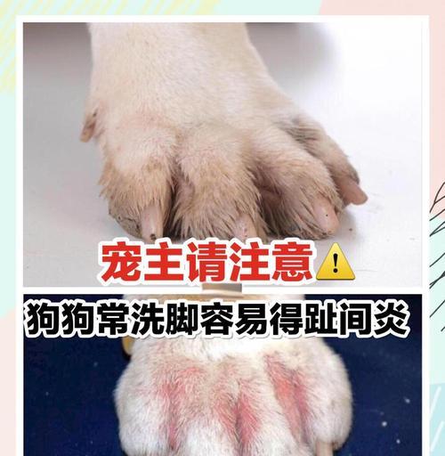 狗脚趾炎（了解康复时长，预防和治疗策略） - 悠悠酷狗网