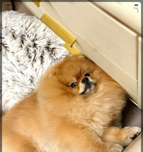 解读“俘获”少女心的博美犬（了解博美犬的可爱与魅力）(图2)