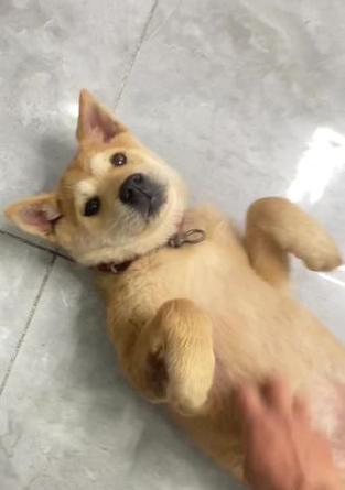 探索成年后三斤以下的狗的品种和特点（小型犬种中体重轻于三斤的狗的独特魅力）(图3)