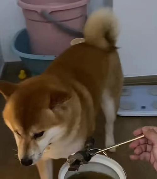 探索成年后三斤以下的狗的品种和特点（小型犬种中体重轻于三斤的狗的独特魅力）(图2)