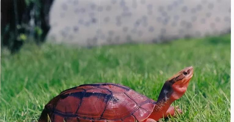 巴西红耳龟进入中国的历程（探究巴西红耳龟的繁殖能力及对中国的影响）(图2)