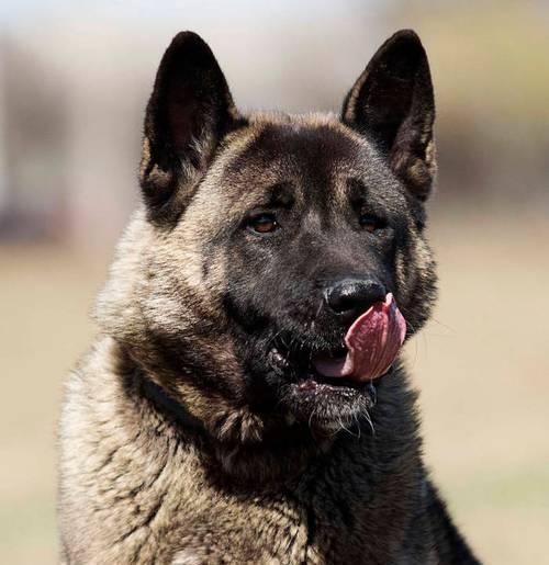 探索成年后三斤以下的狗的品种和特点（小型犬种中体重轻于三斤的狗的独特魅力）(图1)