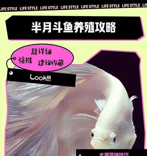 斗鱼卵孵化与小鱼饲养指南(孵化周期及方法,小鱼养护技巧)(图3) 斗鱼卵孵化与小鱼饲养指南(孵化周期及方法,小鱼养护技巧)(图3)