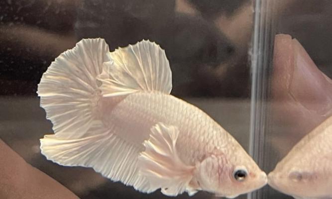 斗鱼卵孵化与小鱼饲养指南(孵化周期及方法,小鱼养护技巧)(图2) 斗鱼卵孵化与小鱼饲养指南(孵化周期及方法,小鱼养护技巧)(图2)