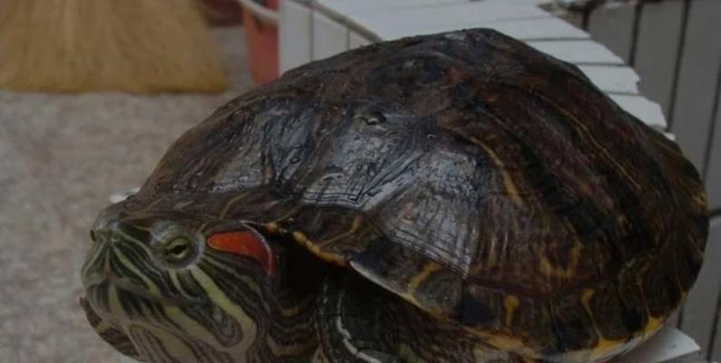 巴西红耳龟进入中国的历程（探究巴西红耳龟的繁殖能力及对中国的影响）(图3)