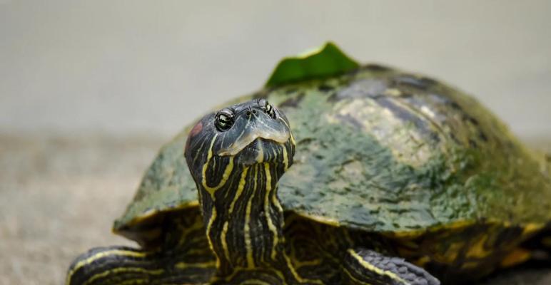 巴西红耳龟进入中国的历程（探究巴西红耳龟的繁殖能力及对中国的影响）(图1)