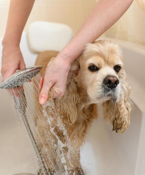 冬天应该多久给小狗洗一次澡？（科学洗澡频率的关键是什么？）(图1)
