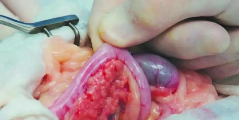 猫咪常见的癌症及预防方法（猫咪健康关注，预防癌症从现在开始） - 悠悠酷狗网