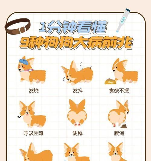狗狗咳嗽竟是细小！怎么办？（了解细小的症状和应对方法，保护你的爱犬健康。）(图1)