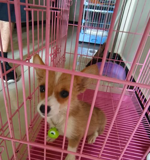 狗狗咳嗽竟是细小！怎么办？（了解细小的症状和应对方法，保护你的爱犬健康。）(图2)