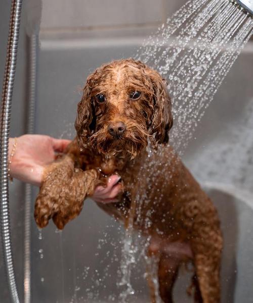 狗狗拉稀5天不吃不拉，用猫砂治疗是否可行？（探究主人在狗狗拉稀问题上使用猫砂的有效性）(图1)