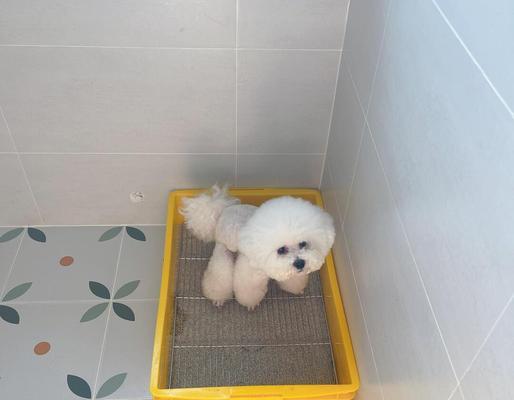 狗狗拉稀5天不吃不拉，用猫砂治疗是否可行？（探究主人在狗狗拉稀问题上使用猫砂的有效性）(图3)