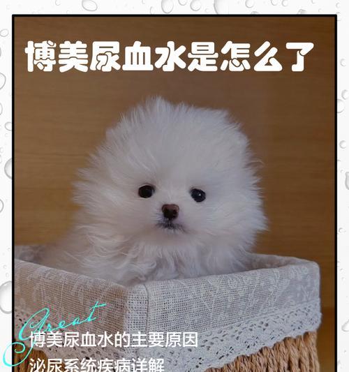 影响博美犬价格的因素及其（了解博美犬价格的关键因素，选择适合自己的宠物伴侣） - 悠悠酷狗网