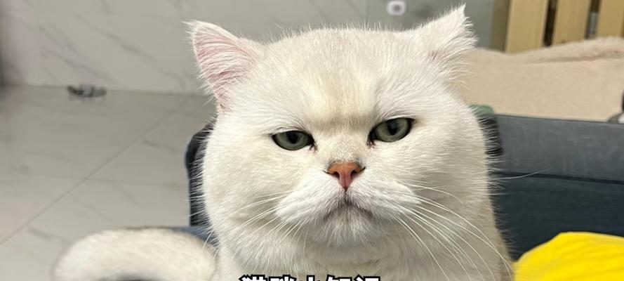 猫育苗时打针间隔及注意事项（科学养猫，合理打针——给爱猫注射疫苗的正确方法与注意事项）(图1)