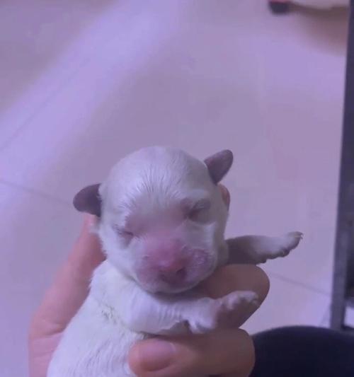 羊水破裂后多久能生？（探讨比熊羊水破裂后的分娩时间）(图2)