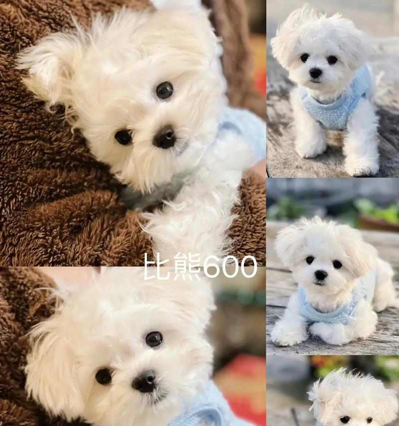 羊水破裂后多久能生？（探讨比熊羊水破裂后的分娩时间）(图1)