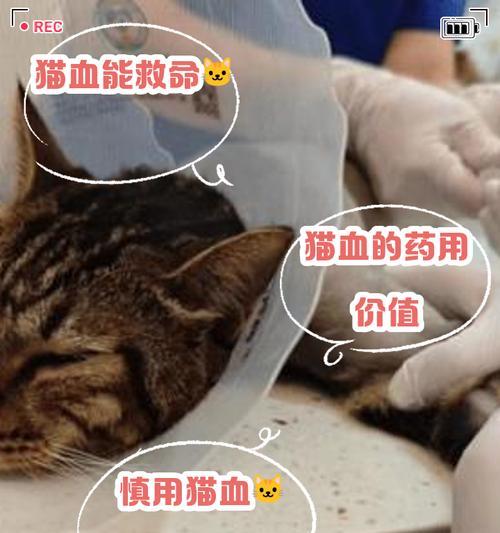 小猫产后流血多久？（了解产后出血的持续时间及注意事项）(图2)