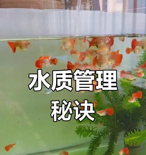 孔雀小鱼的水质管理（探索孔雀小鱼换水的最佳时间和方法，让它们生活得更健康）(图1)