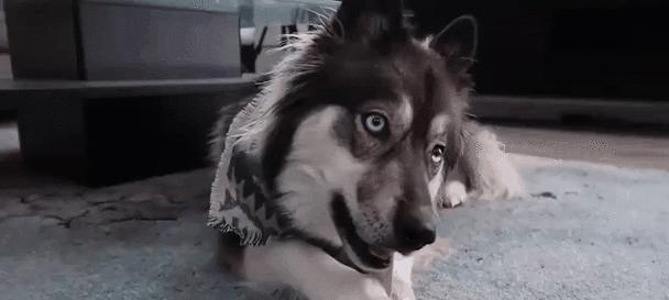 哈士奇的健康饮食指南（了解哈士奇能吃哪些食物，避免它们不能吃的食物）(图2)