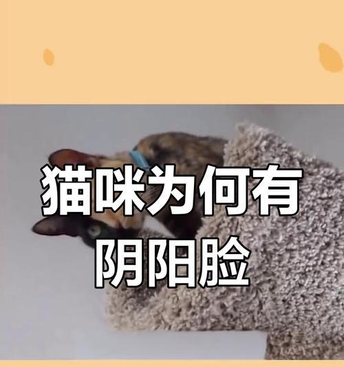 探秘罕见的双面猫——迷倒千万铲屎官（与阴阳脸共处一瞥猫的两面性）(图2)