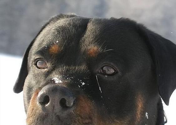 城市中的恐怖猛兽（跨越血脉的凶猛威胁，城市街头悄然隐藏的危险）(图1)