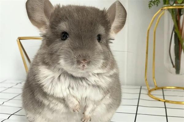 龙猫打架怎么办？(图2)