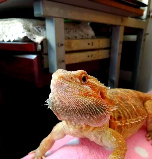 鬃狮蜥蜴的温度需求与饲养要点（了解鬃狮蜥蜴的温度需求，做好饲养工作）(图2)