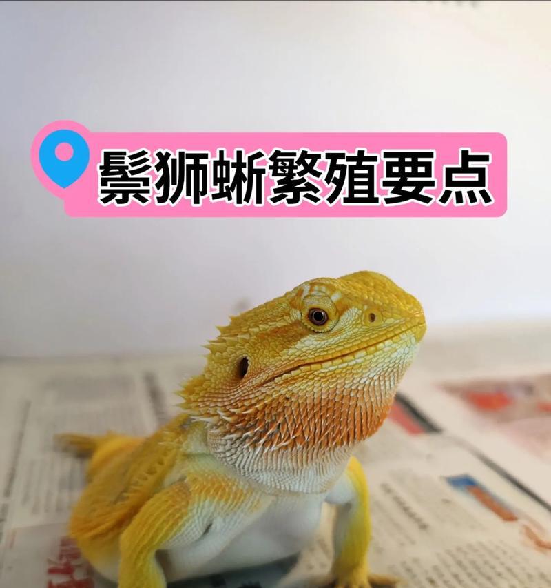 鬃狮蜥蜴的温度需求与饲养要点（了解鬃狮蜥蜴的温度需求，做好饲养工作）(图1)