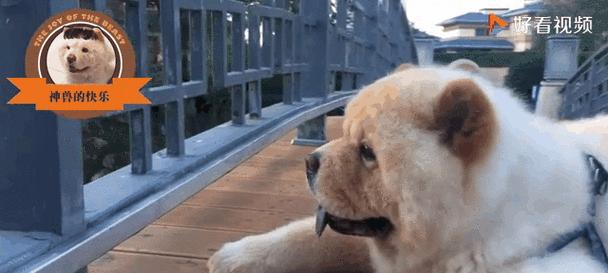 松狮遛步（了解狗狗的需要，创造健康快乐的生活环境） - 悠悠酷狗网