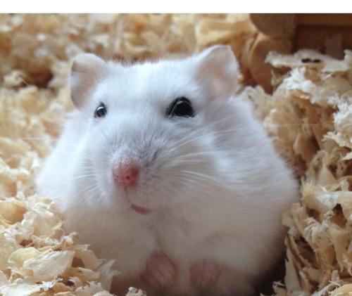 小仓鼠眼睛出现问题的原因及处理方法（小仓鼠眼睛问题的解决方法及预防措施） - 悠悠酷狗网